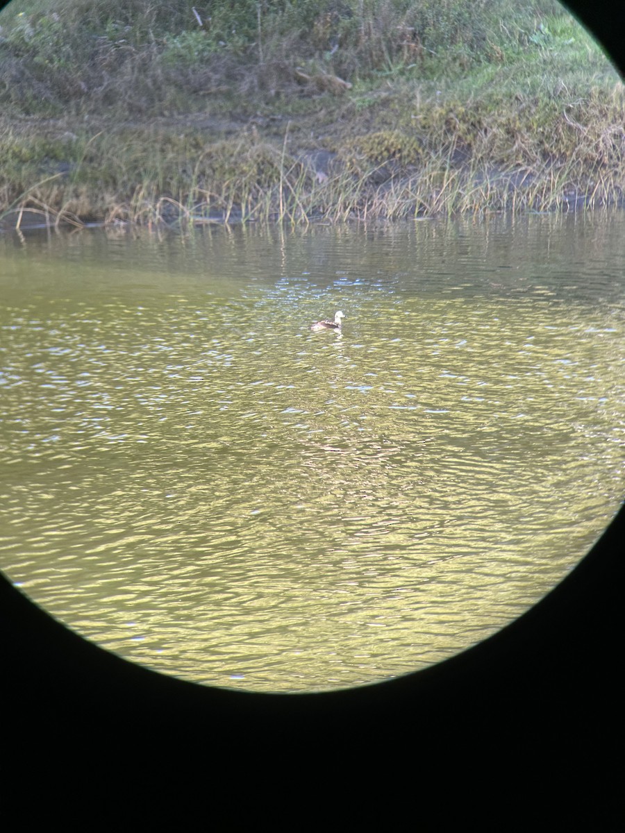 Long-tailed Duck - ML646252323