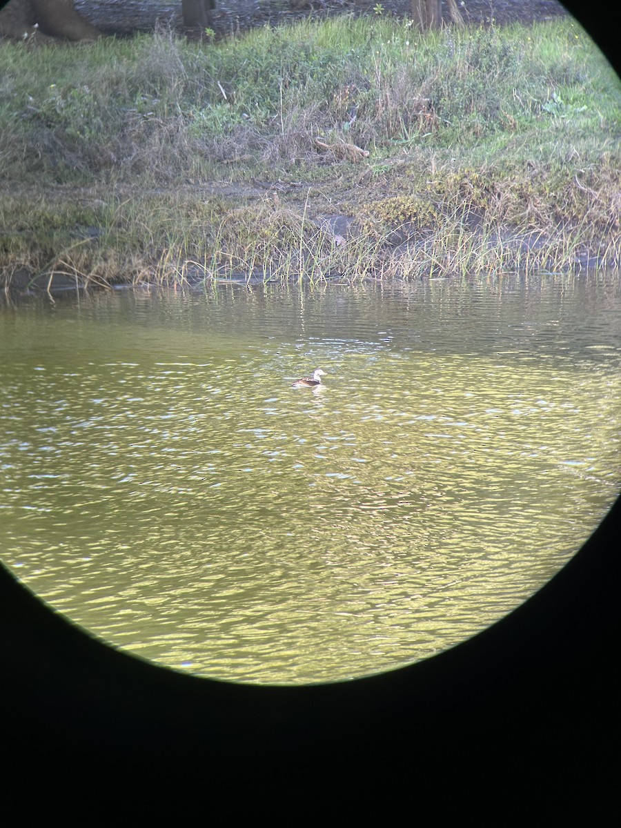 Long-tailed Duck - ML646252324