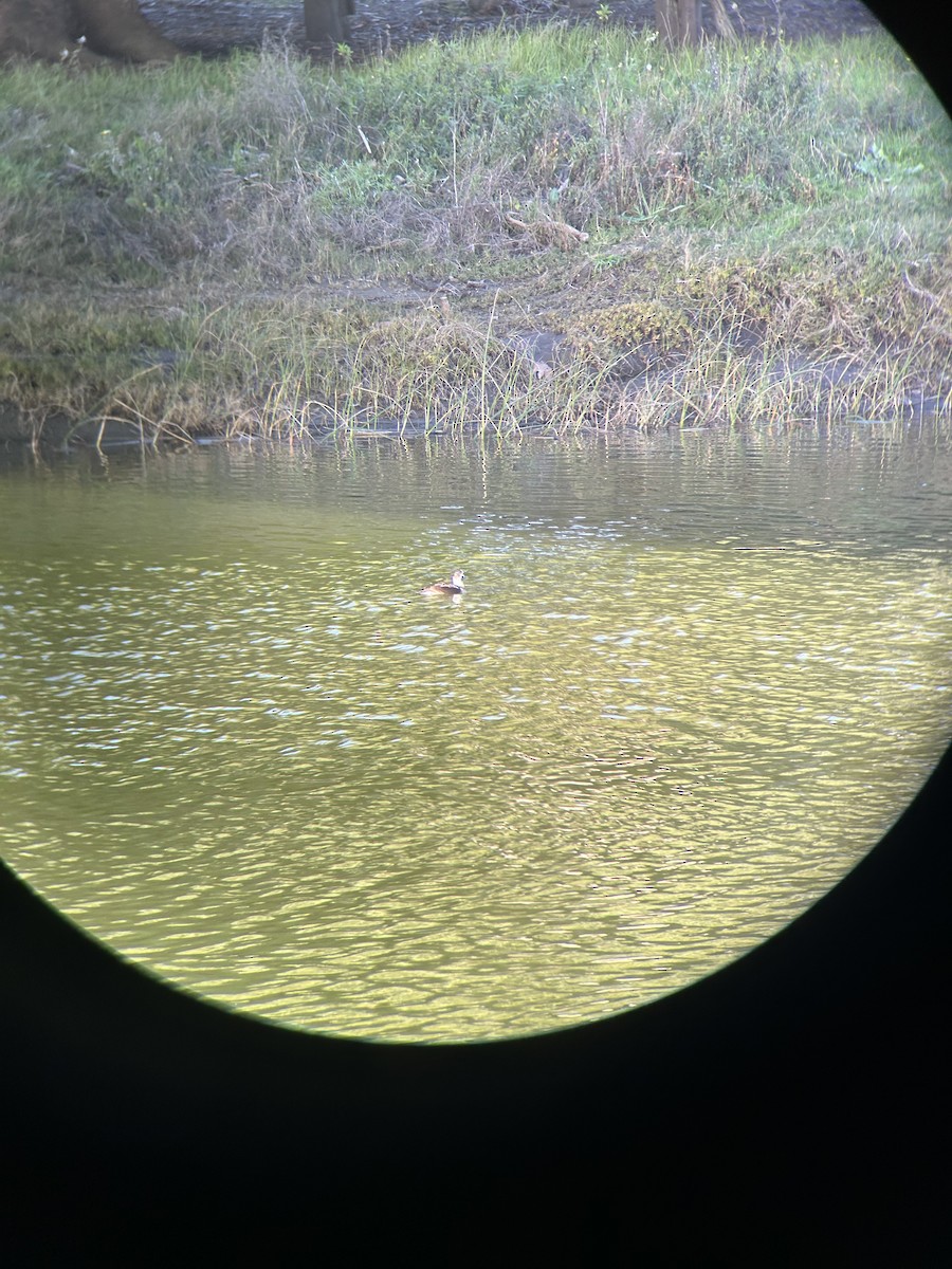 Long-tailed Duck - ML646252325