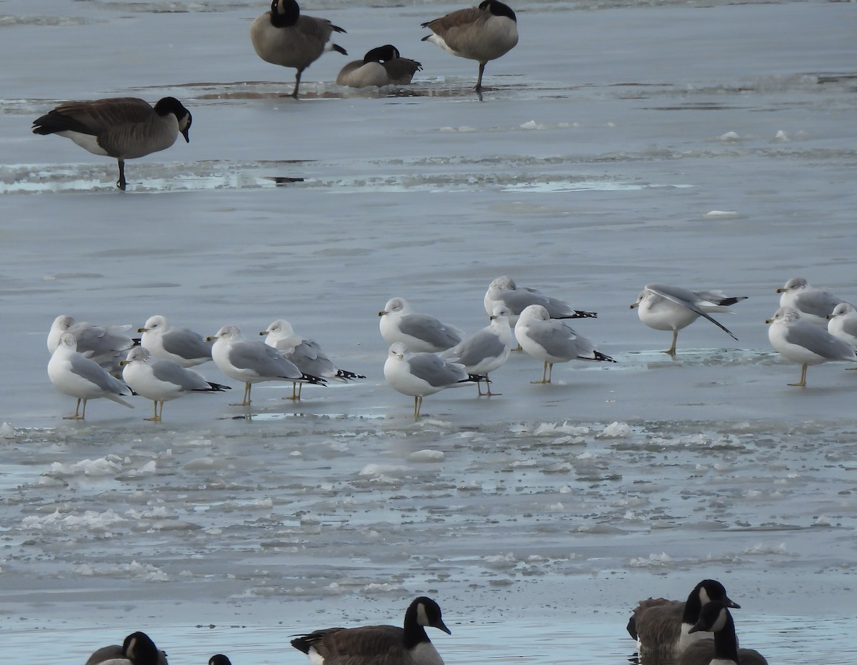 racek kroužkozobý - ML646252326