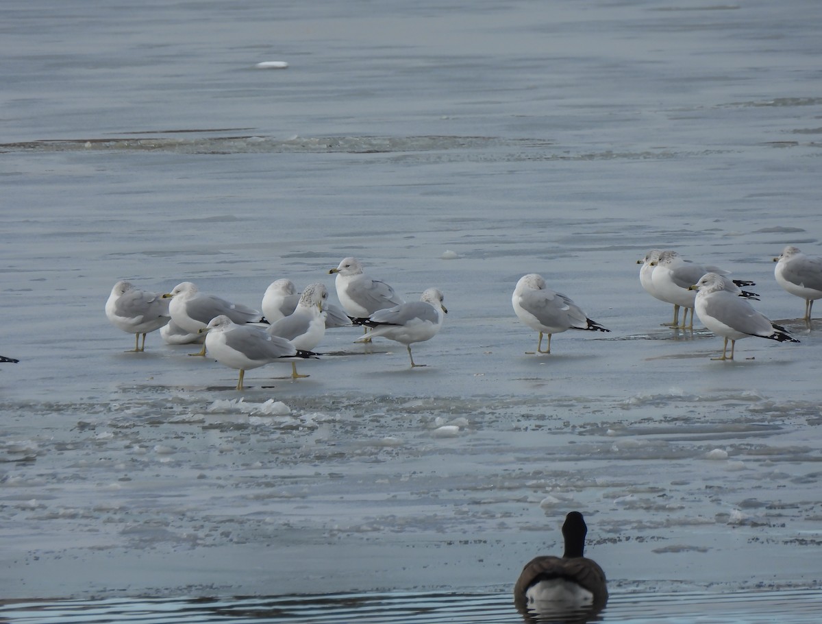 racek kroužkozobý - ML646252327