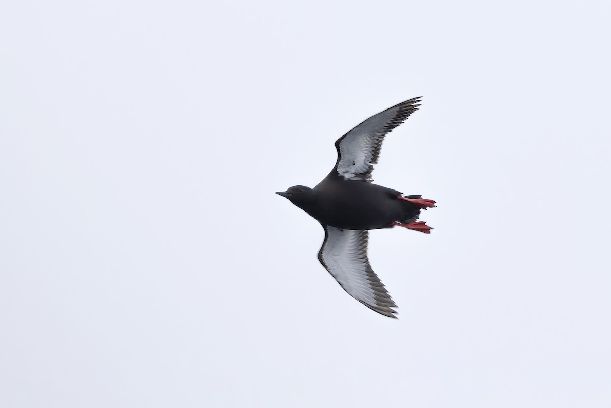 alkoun obecný - ML646252329