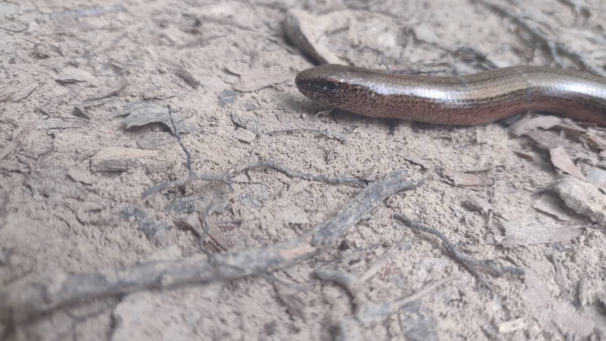 Common Slowworm - ML646252330