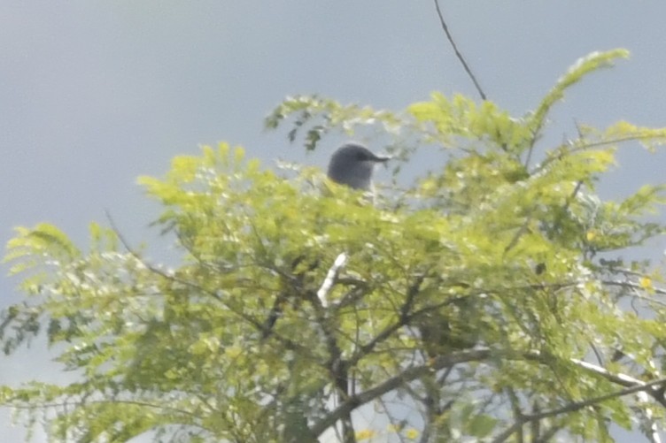 ハシボソタイランチョウ - ML646252333