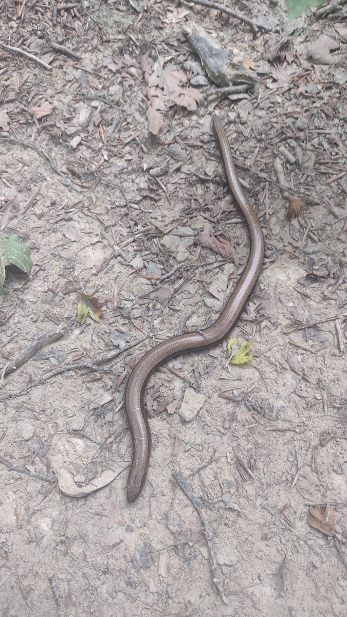 Common Slowworm - ML646252334