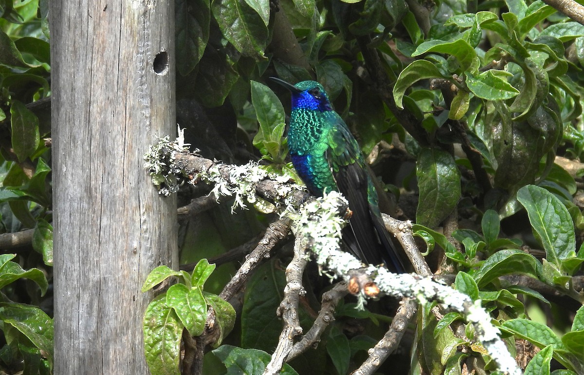 Colibrí Rutilante - ML646252335