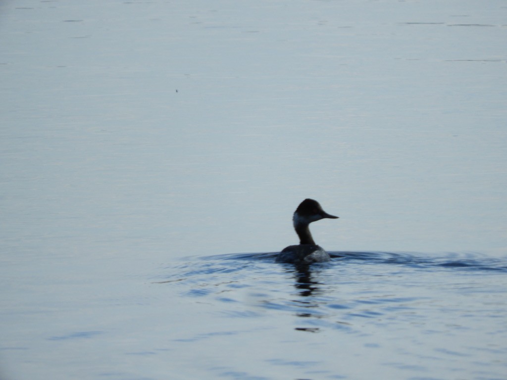 Eared Grebe - ML646252338
