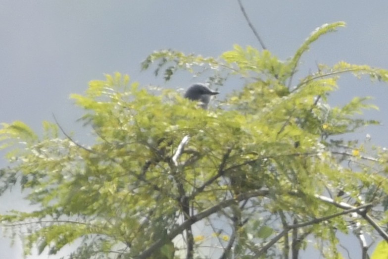 ハシボソタイランチョウ - ML646252339