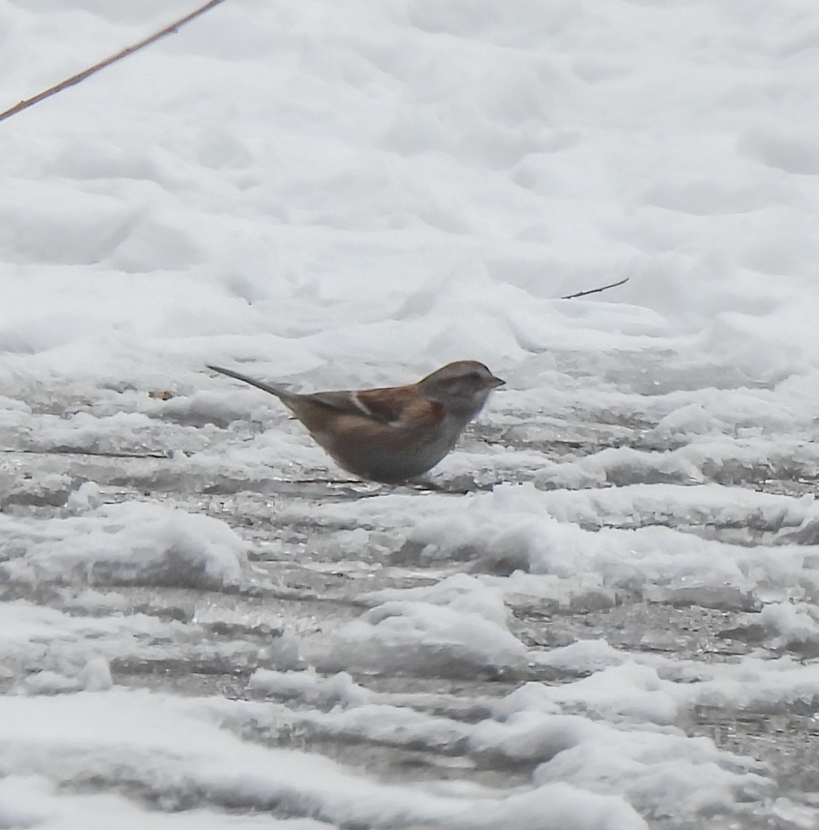 strnádka pokřovní - ML646252340