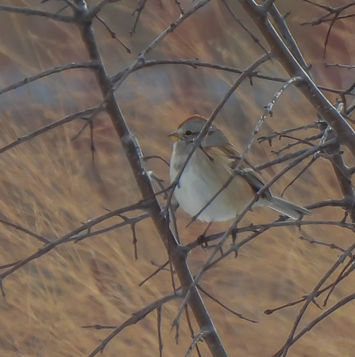 strnádka pokřovní - ML646252341