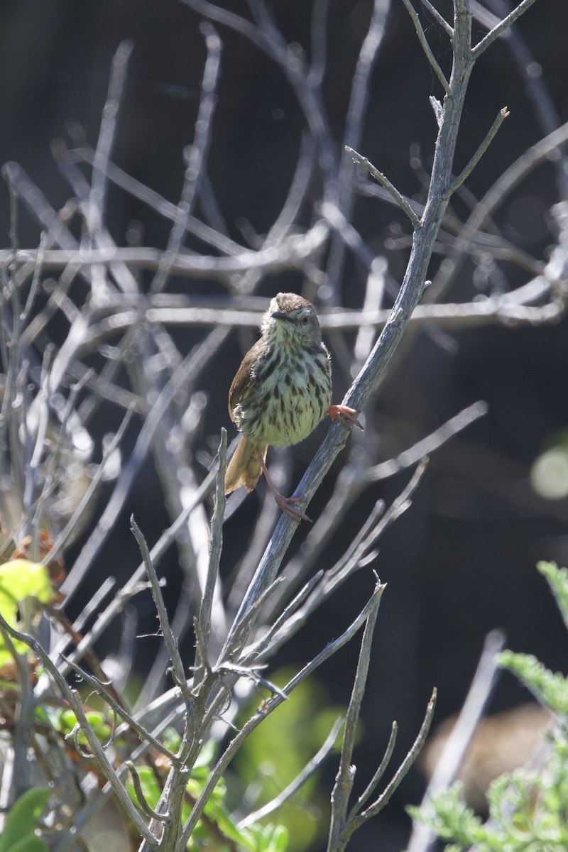 Karoo Prinia - ML646252344