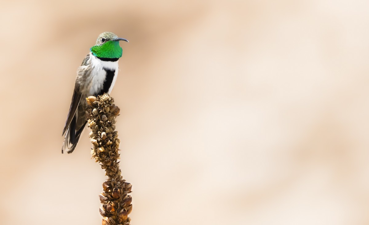 White-sided Hillstar - ML646252346