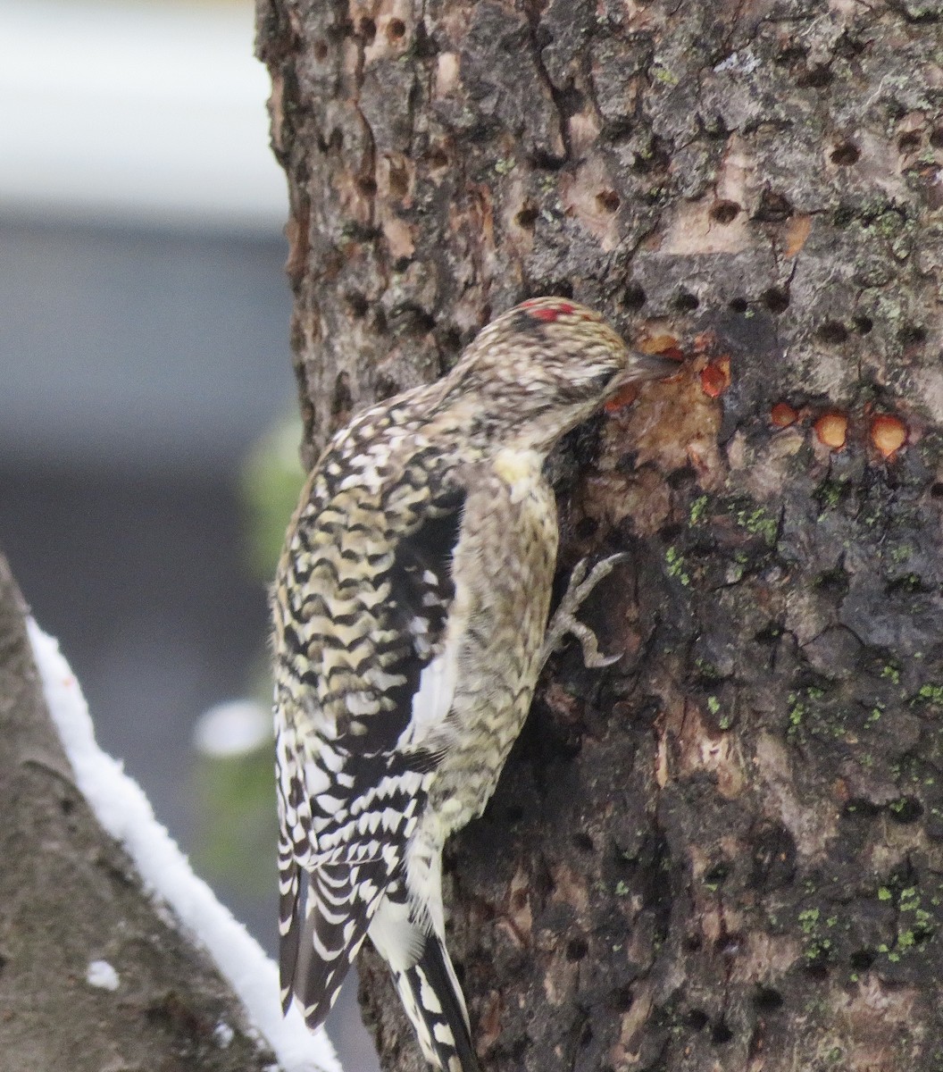 Yellow-bellied Sapsucker - ML646252348