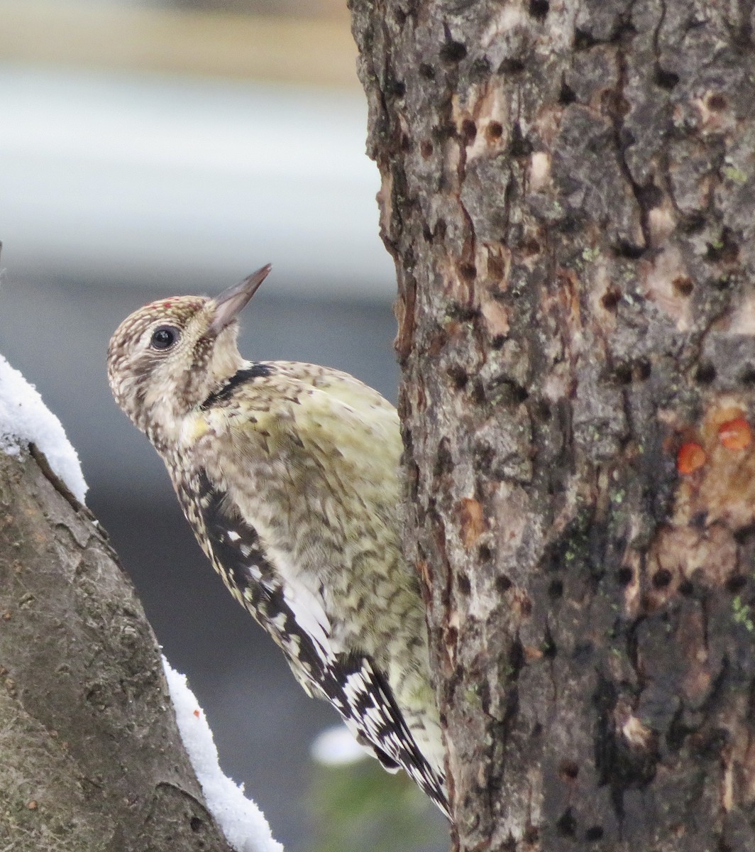 Yellow-bellied Sapsucker - ML646252349