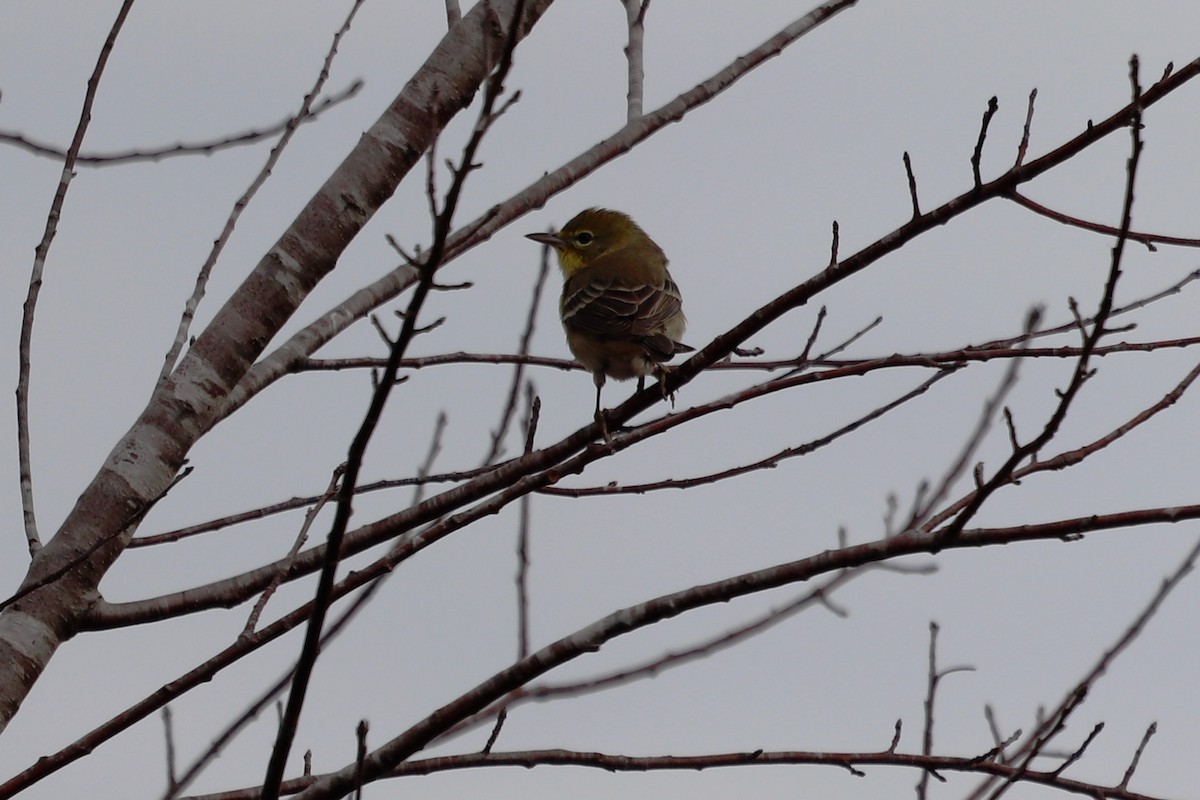 Pine Warbler - ML646252350