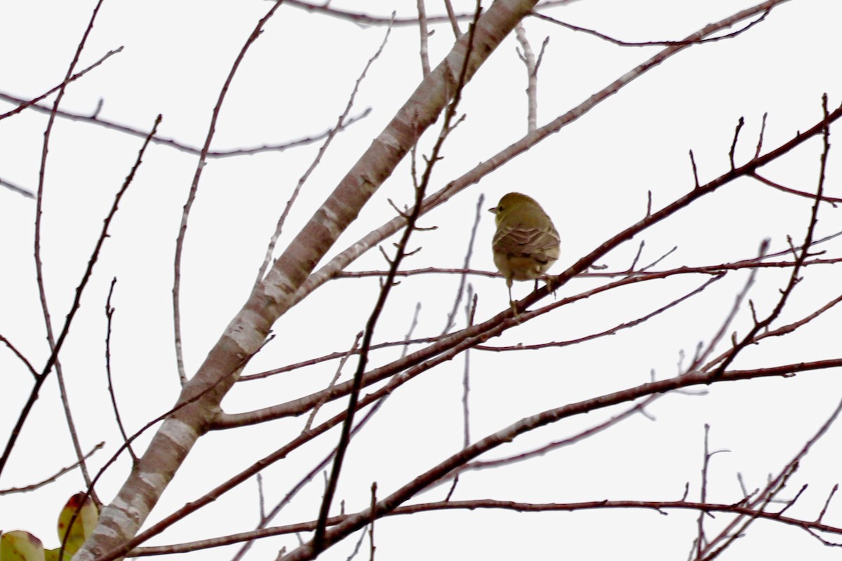 Pine Warbler - ML646252352