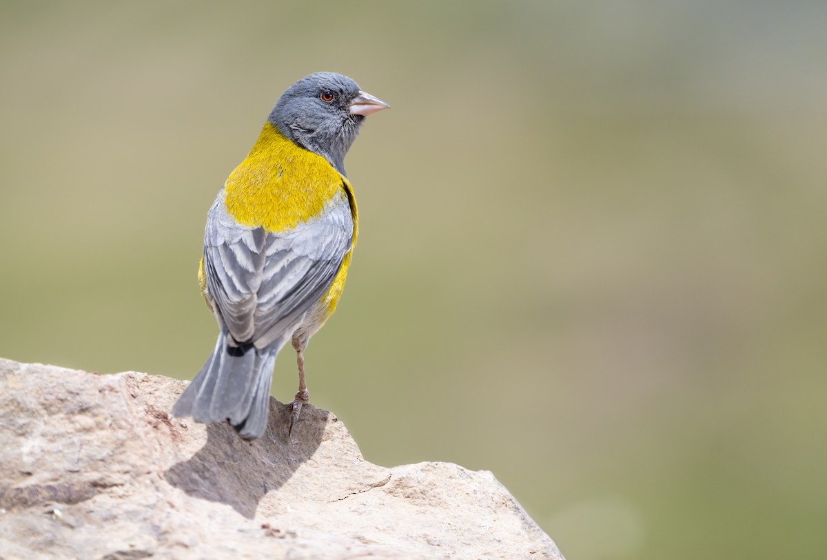 Gray-hooded Sierra Finch - ML646252356