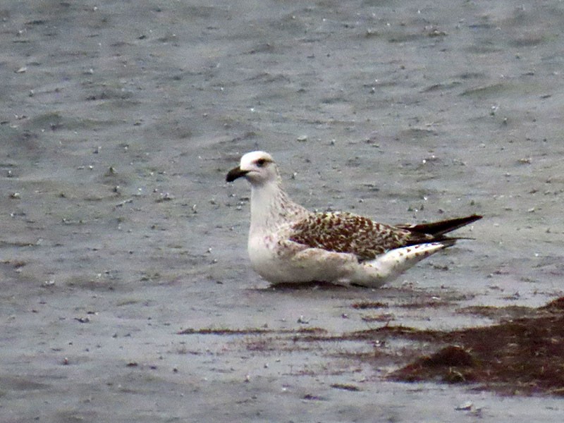 Great Black-backed Gull - ML646252357