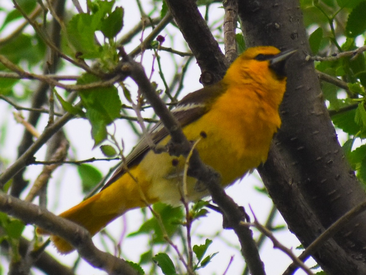 Bullock's Oriole - ML646252358