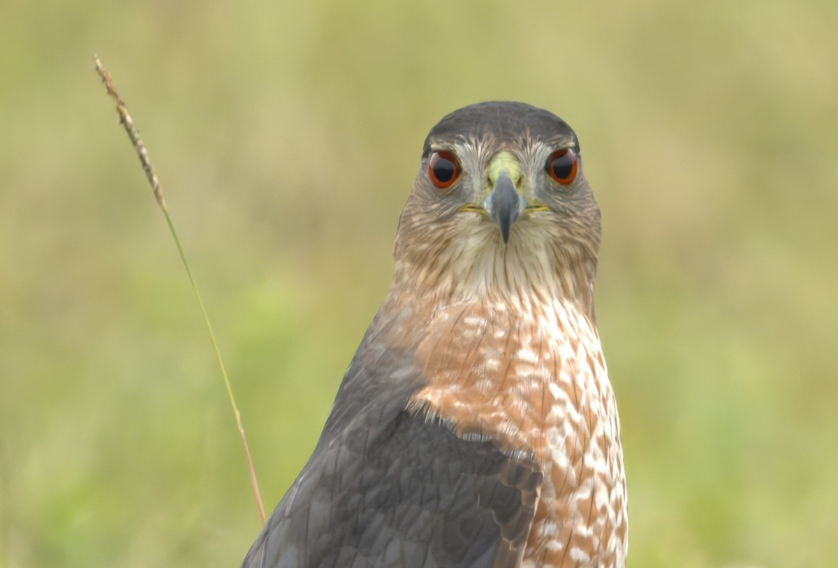 Cooper's Hawk - ML646252359