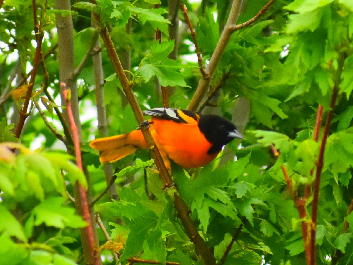 Балтиморский трупиал - ML646252360