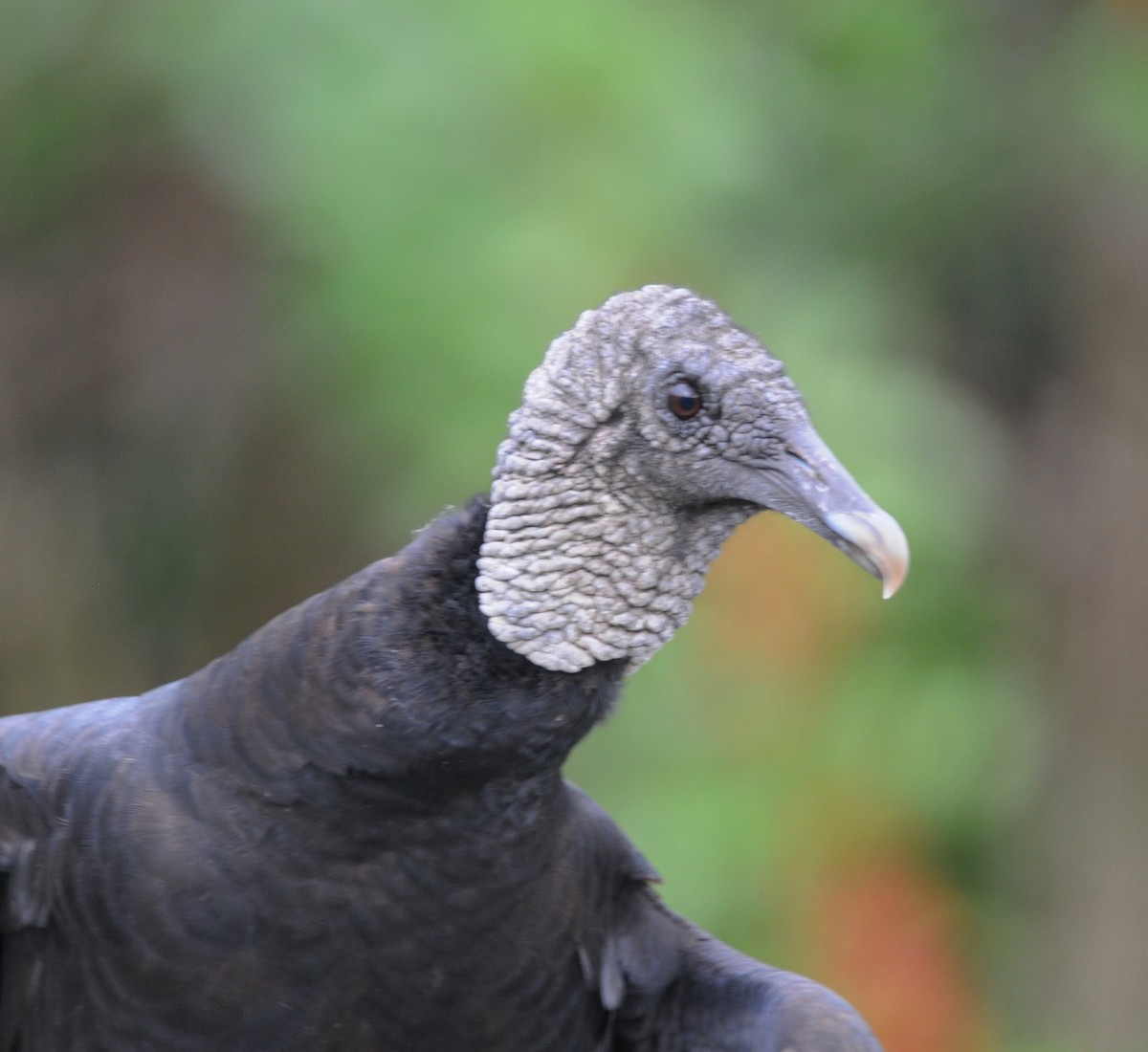 Black Vulture - ML646252366