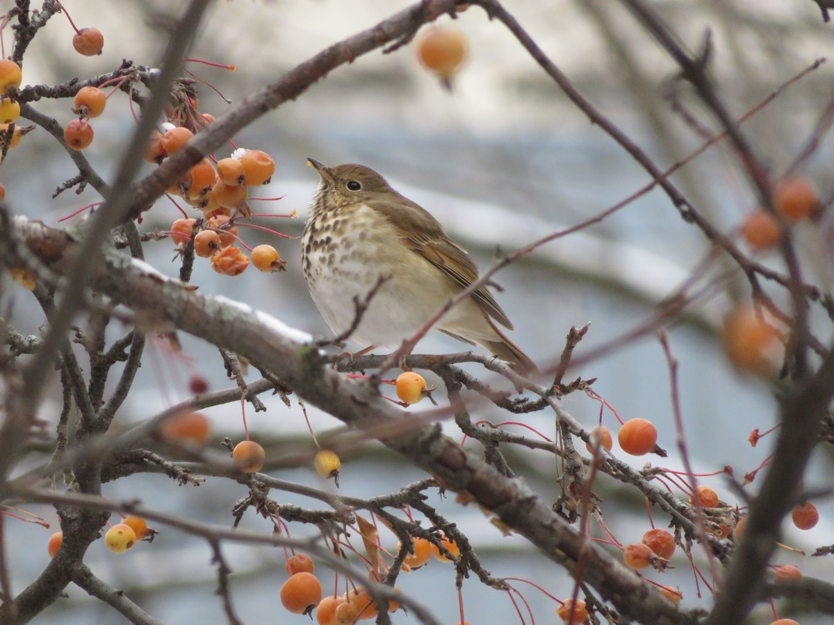 Hermit Thrush - ML646252371