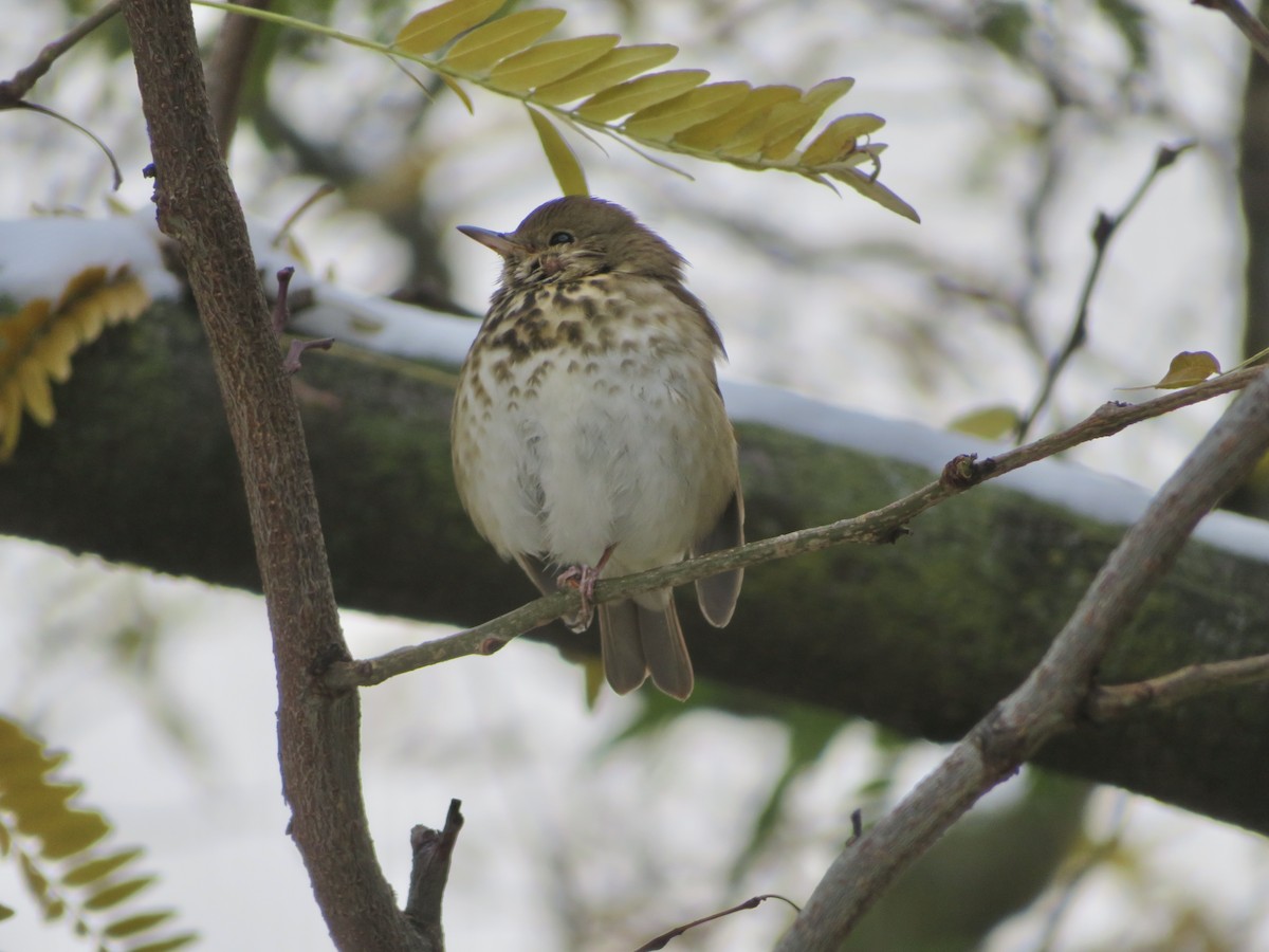 Hermit Thrush - ML646252372