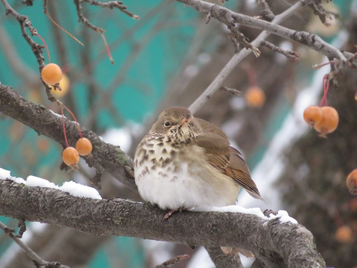 Hermit Thrush - ML646252373