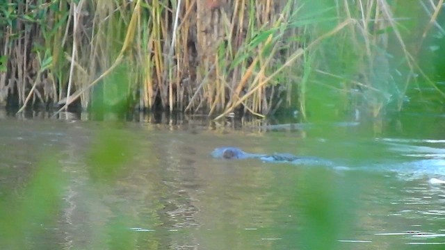 Eurasian Otter - ML646252378