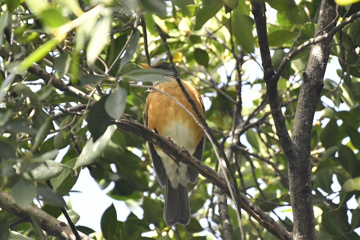 Rufous-backed Robin - ML646252382