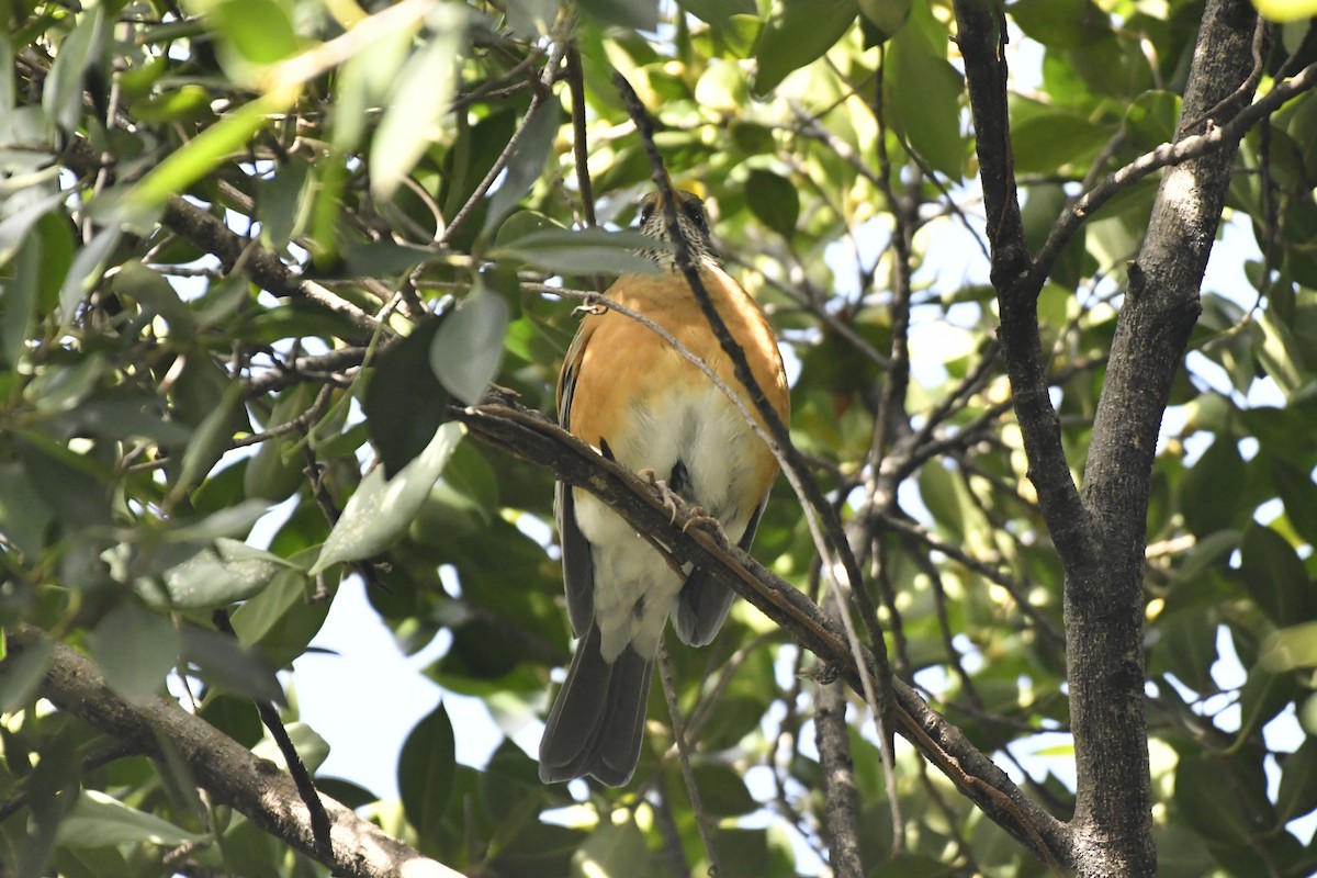 Rufous-backed Robin - ML646252383