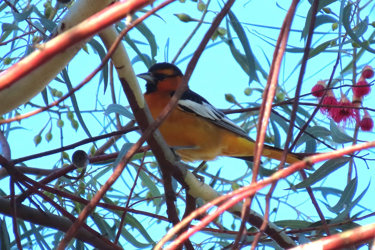 Bullock's Oriole - ML646252387