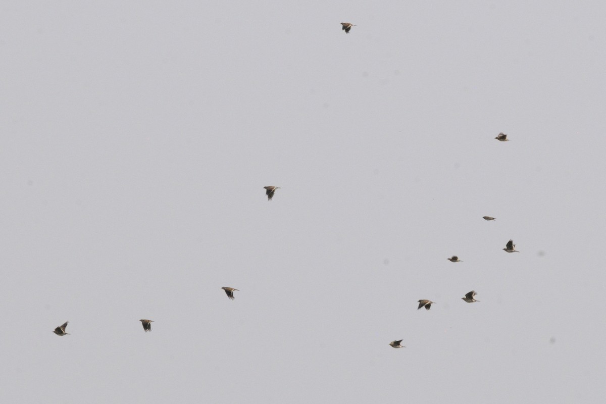 Calandra Lark - ML646252391