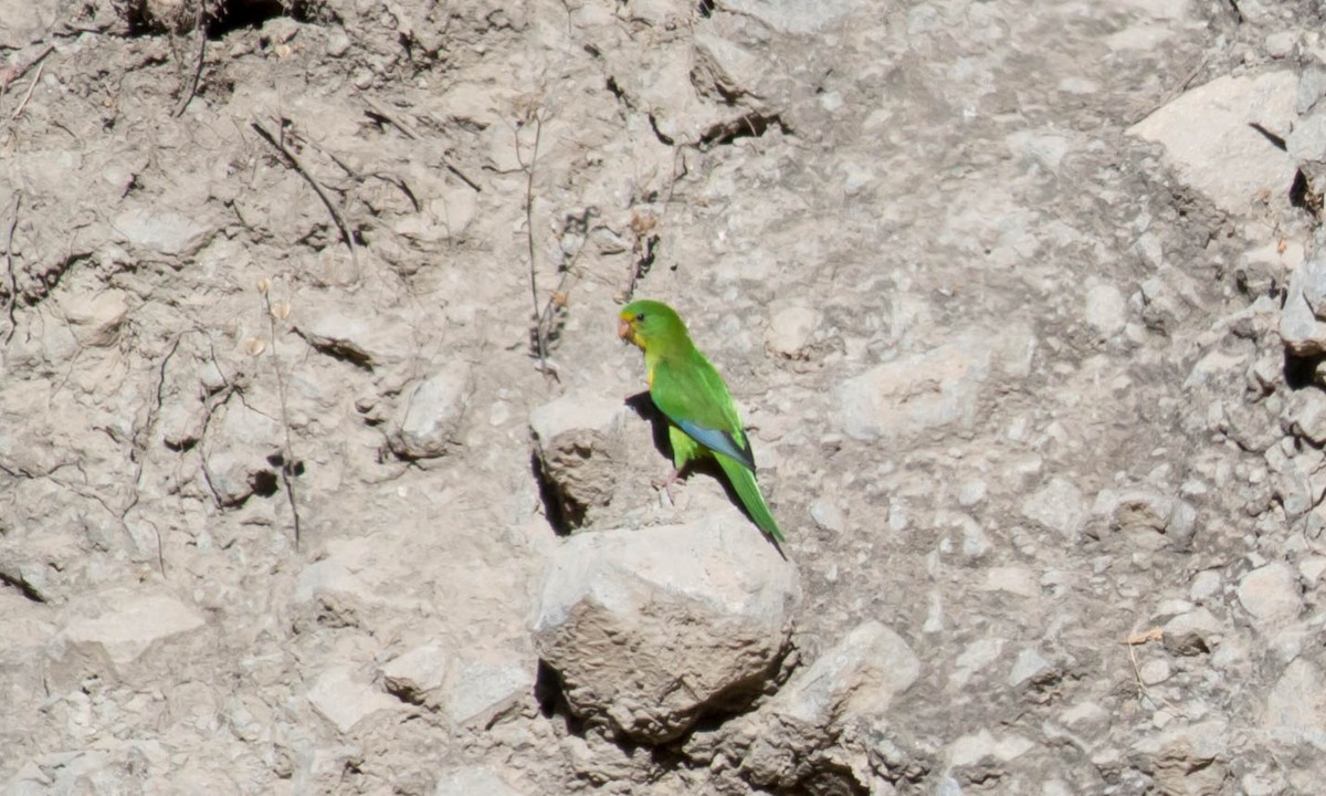 Mountain Parakeet - ML64625241