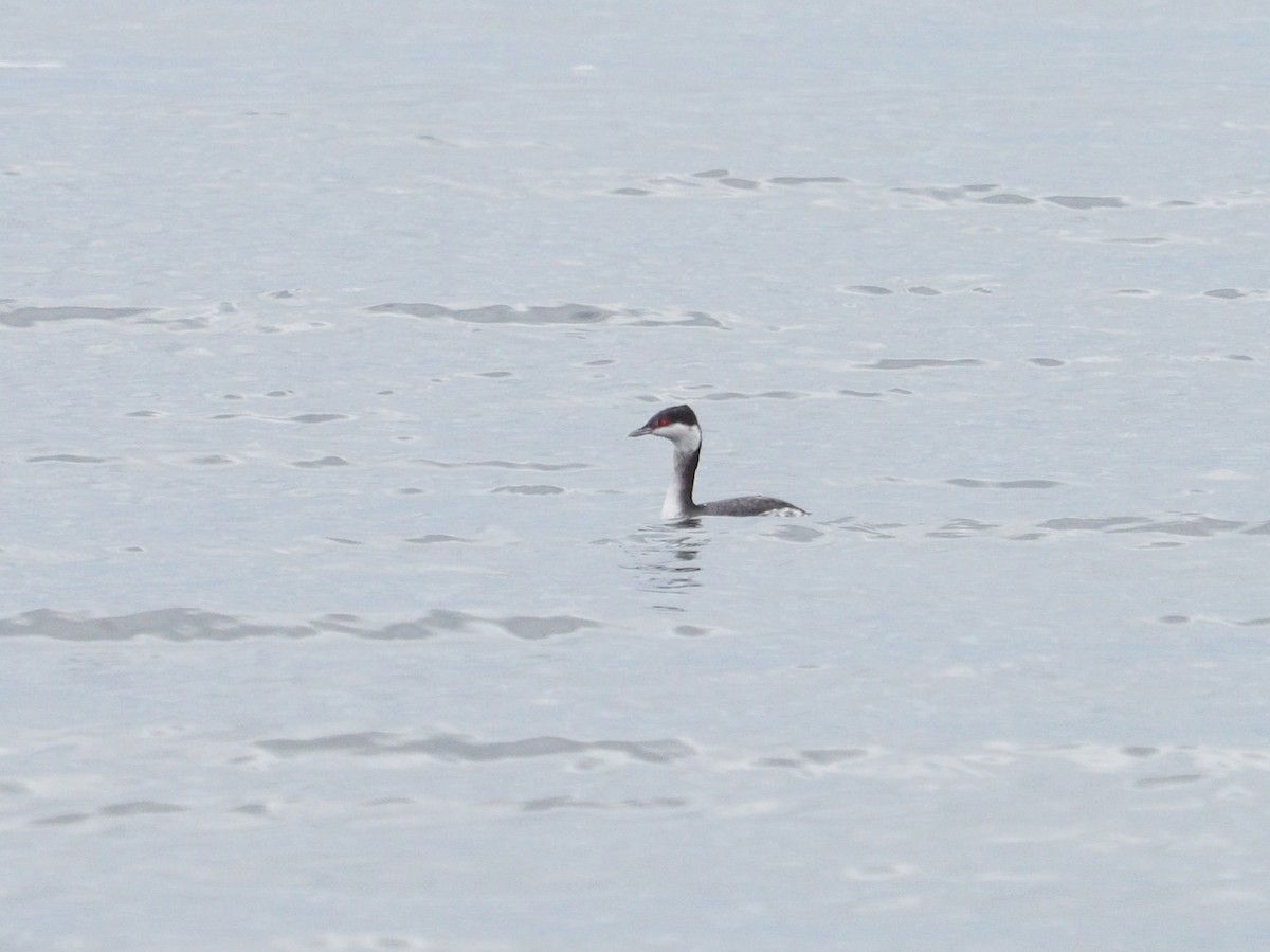 Horned Grebe - ML646252419