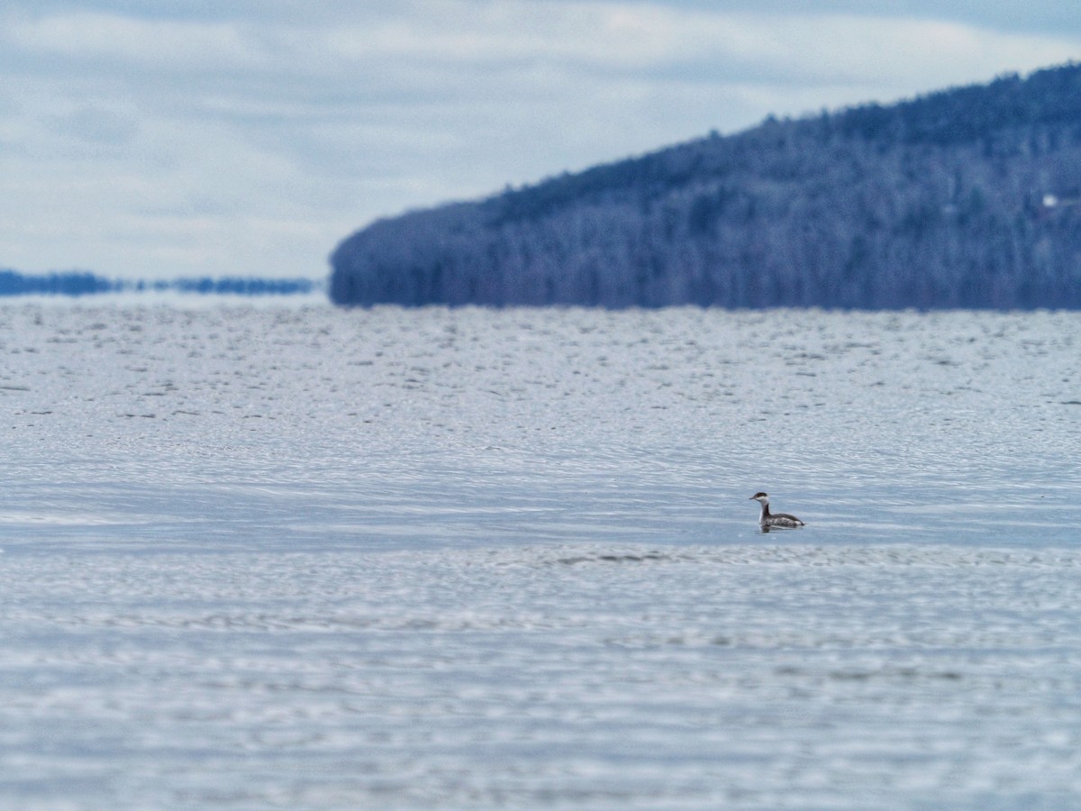 Horned Grebe - ML646252420
