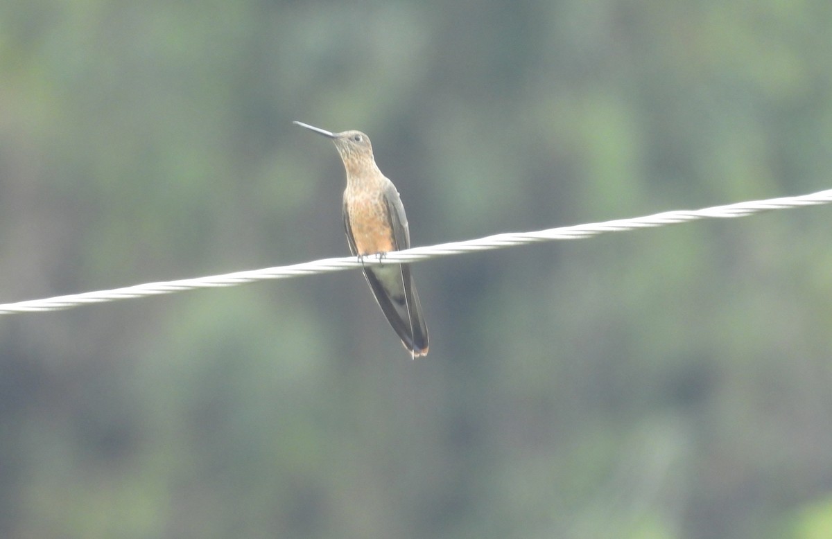 Giant Hummingbird - ML646252425