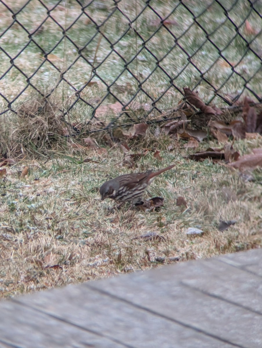 Пестрогрудая овсянка - ML646252428