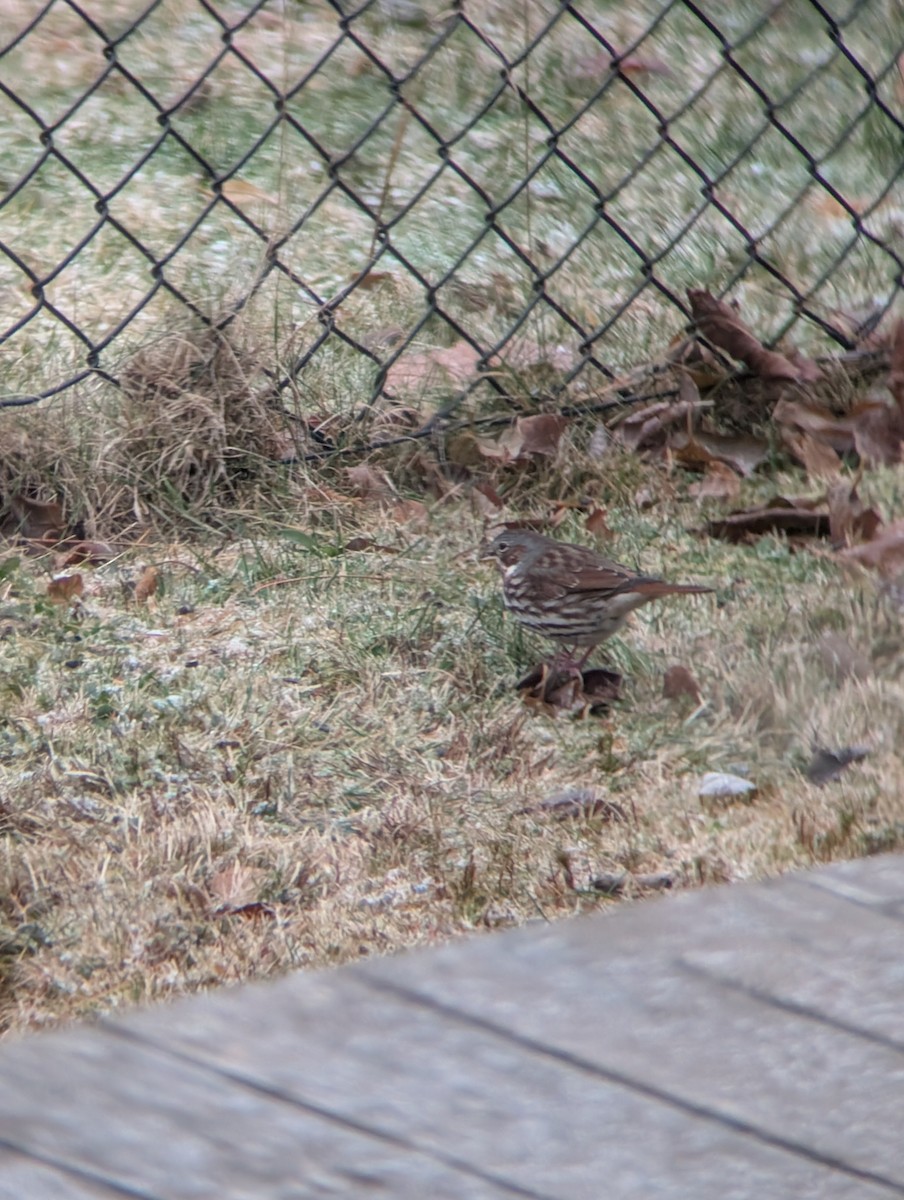 Пестрогрудая овсянка - ML646252429