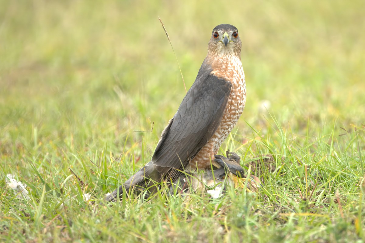 Cooper's Hawk - ML646252431