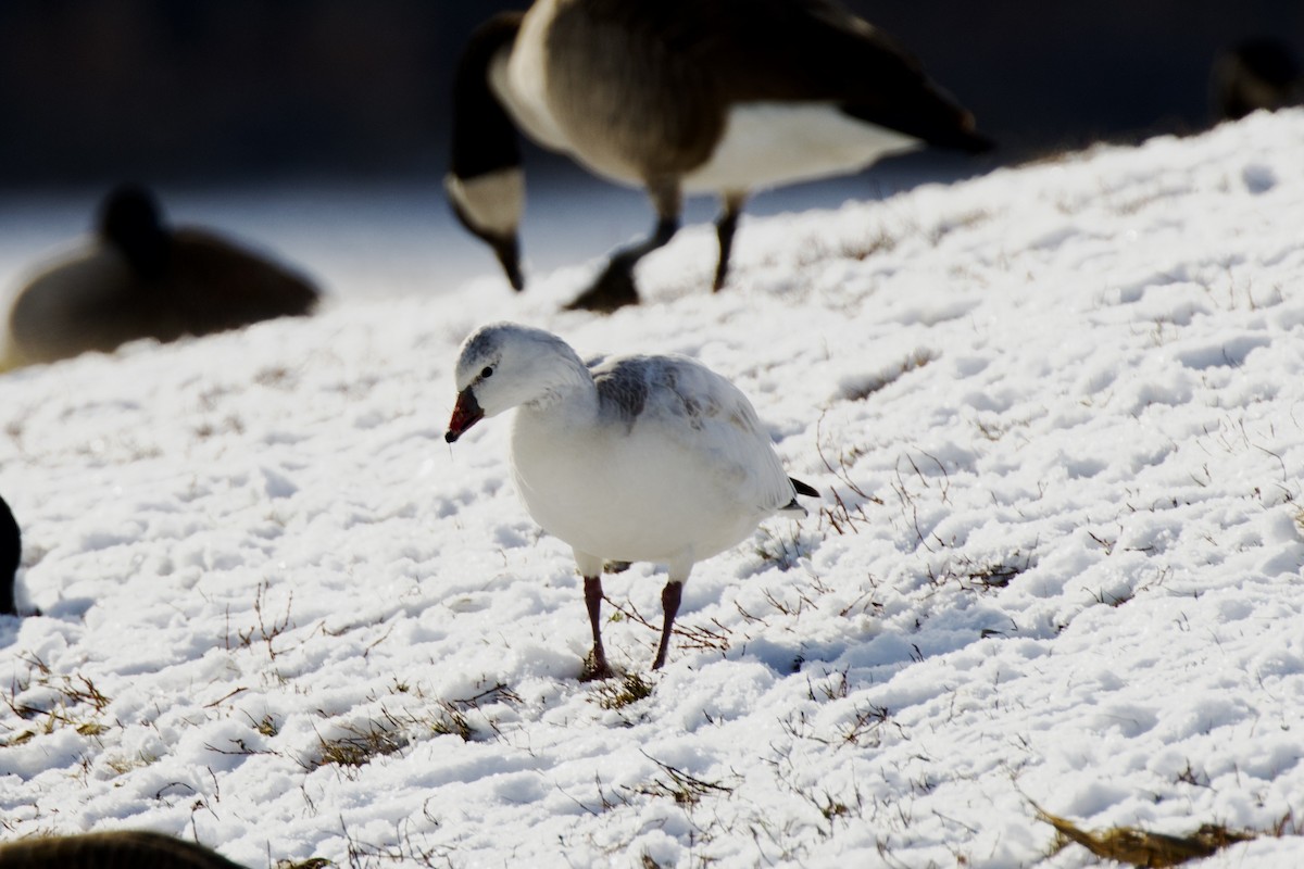 Ross's Goose - ML646252438