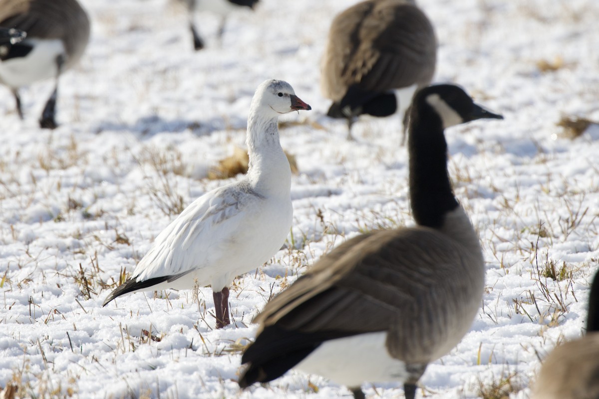 Ross's Goose - ML646252439