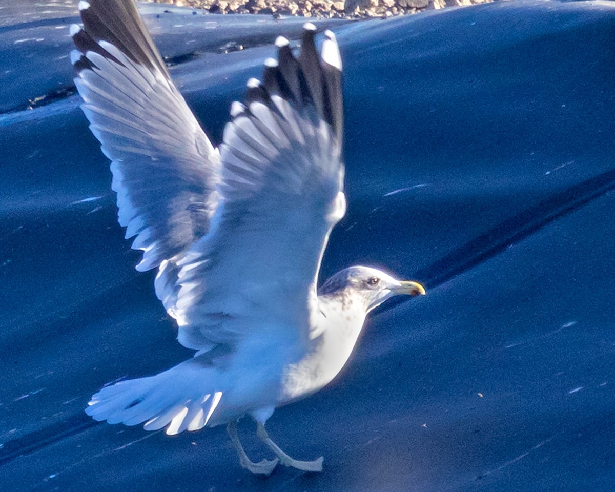 California Gull - ML646252447