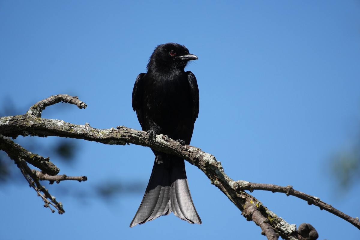 Fork-tailed Drongo - ML646252455