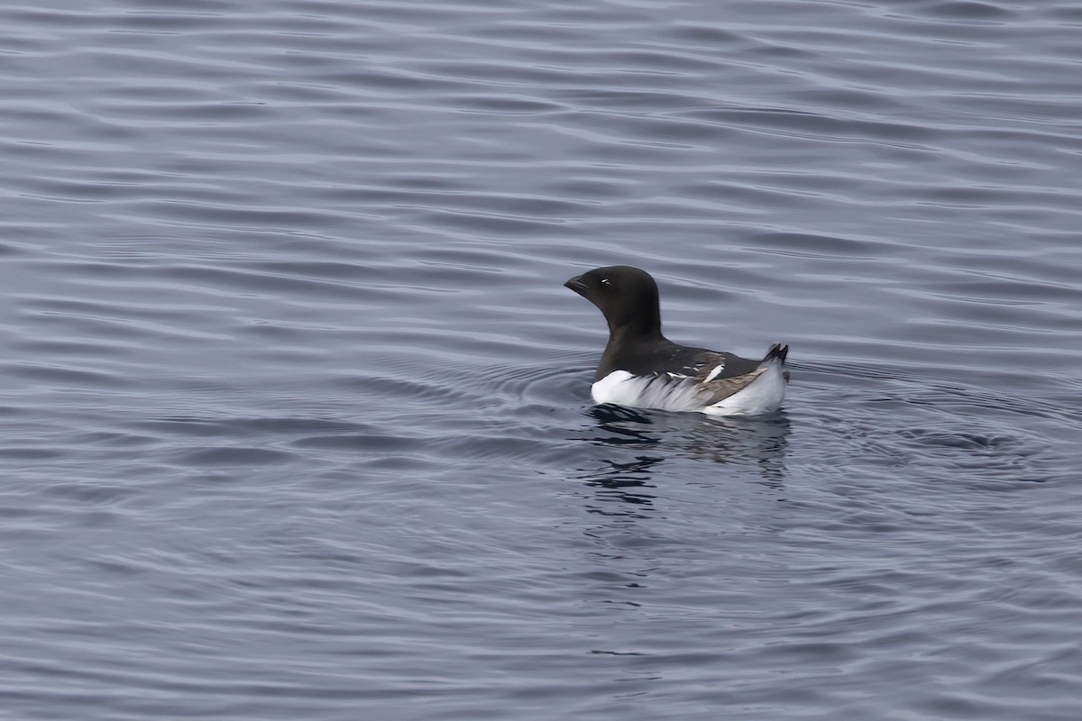 אלקה גמדית - ML646252456
