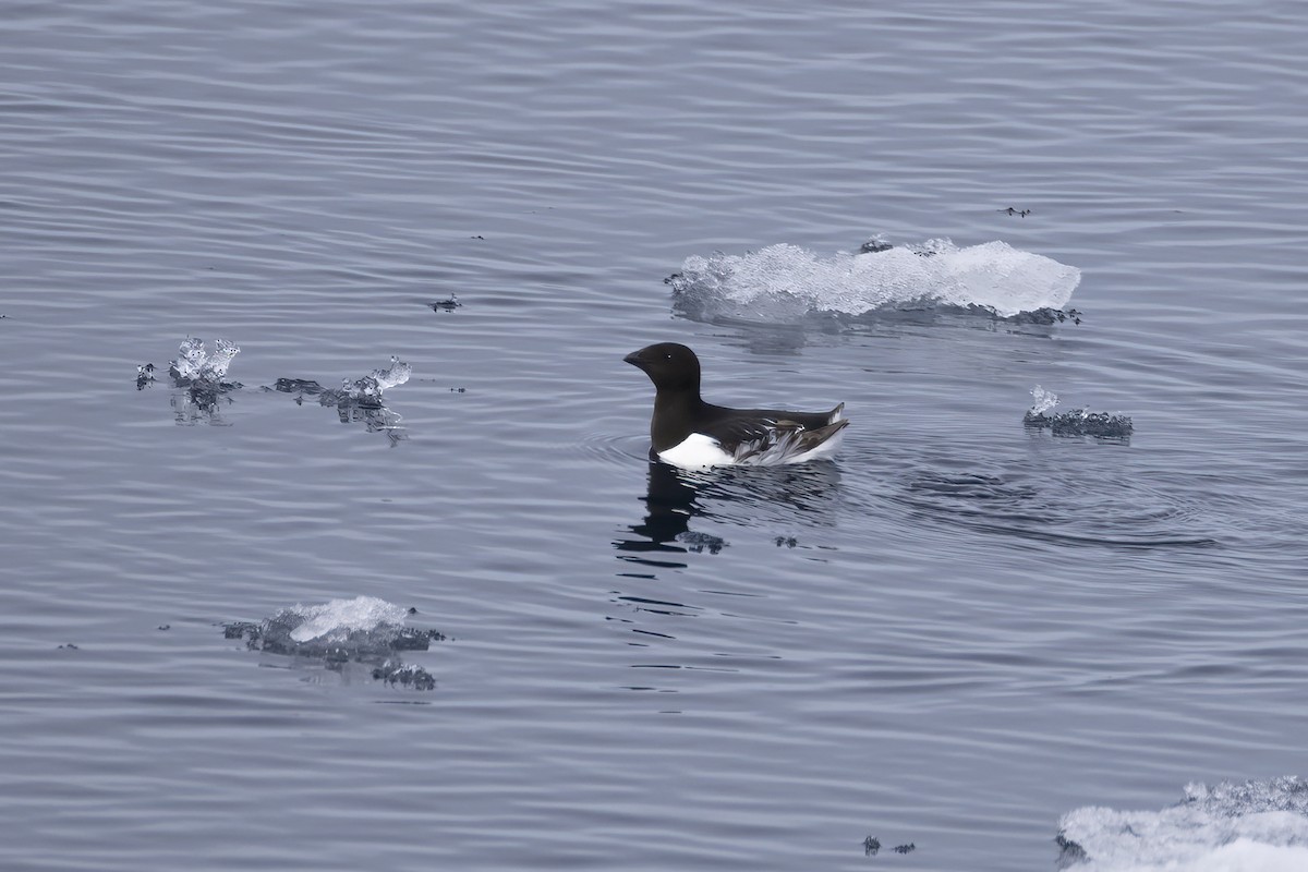אלקה גמדית - ML646252457