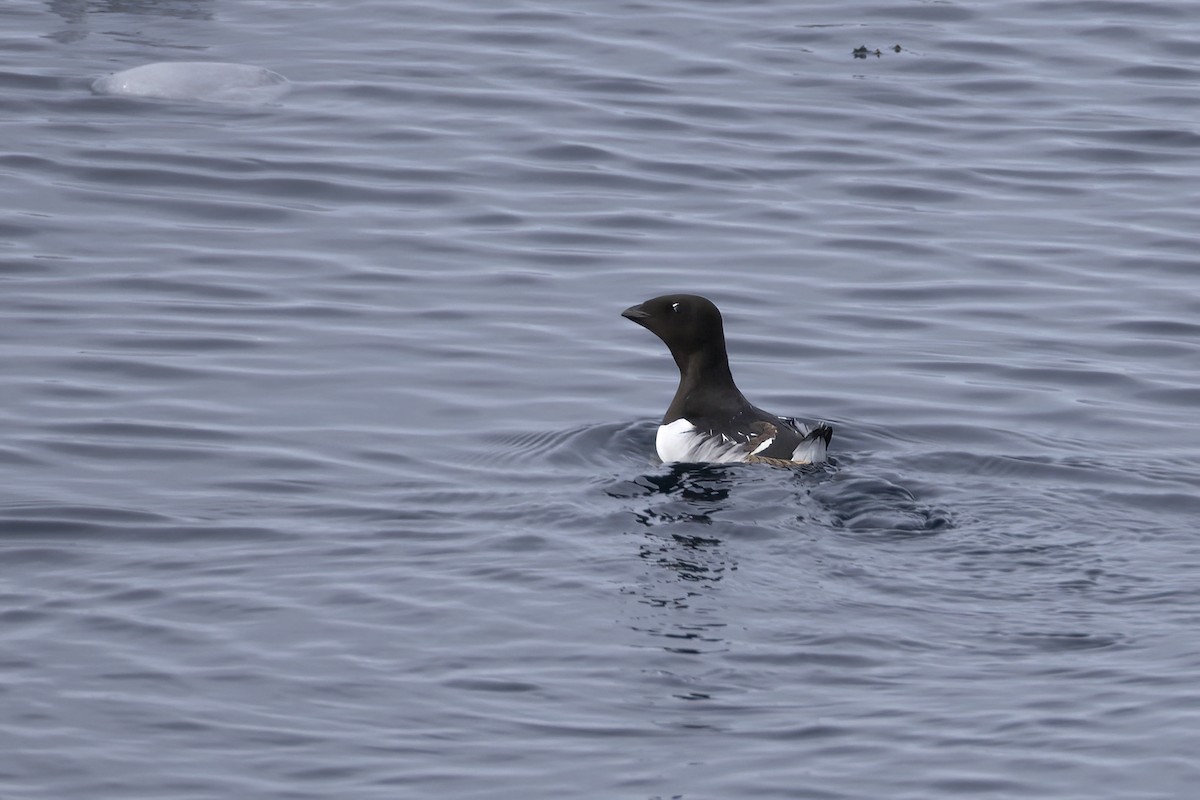 אלקה גמדית - ML646252458