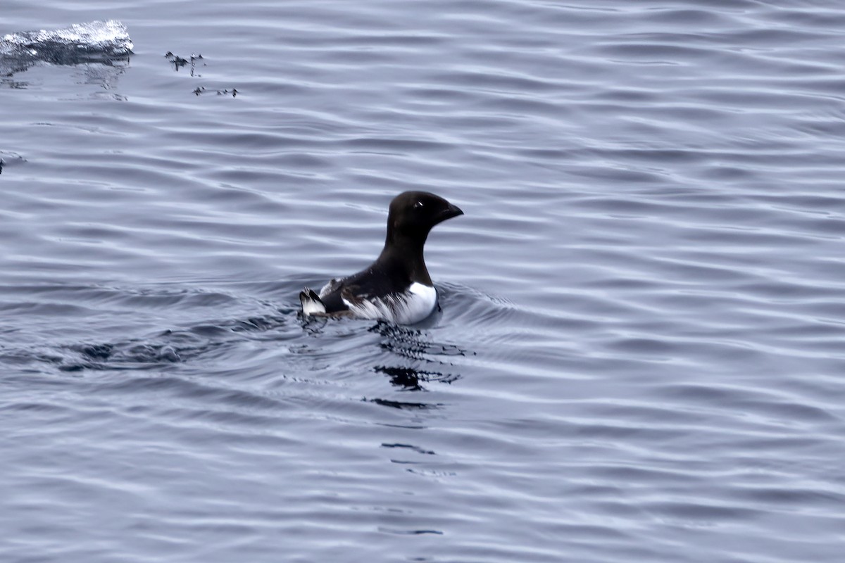 אלקה גמדית - ML646252459