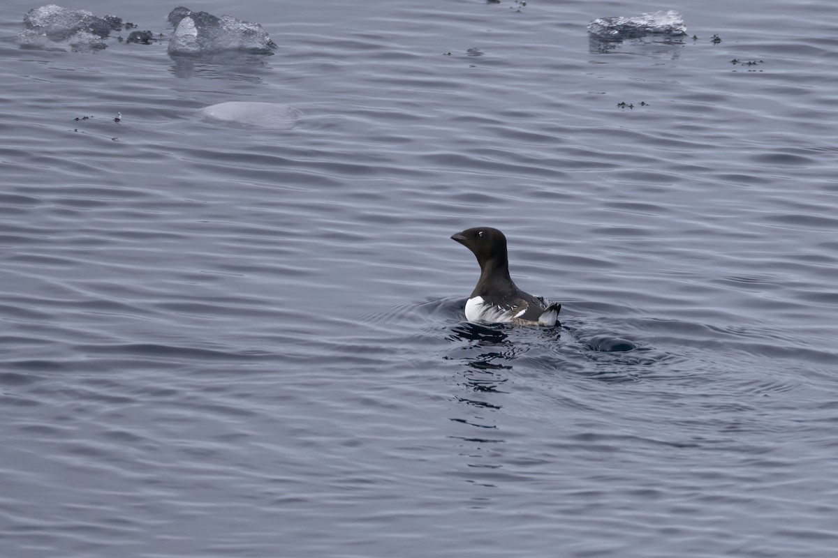 אלקה גמדית - ML646252460
